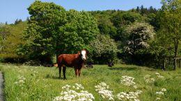 Wonderful Week - Beautiful Scenery - Great Cottage