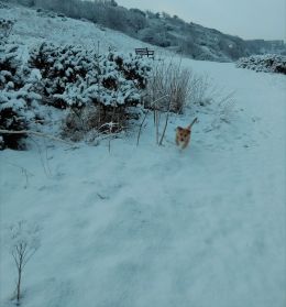 Snow in Scarborough